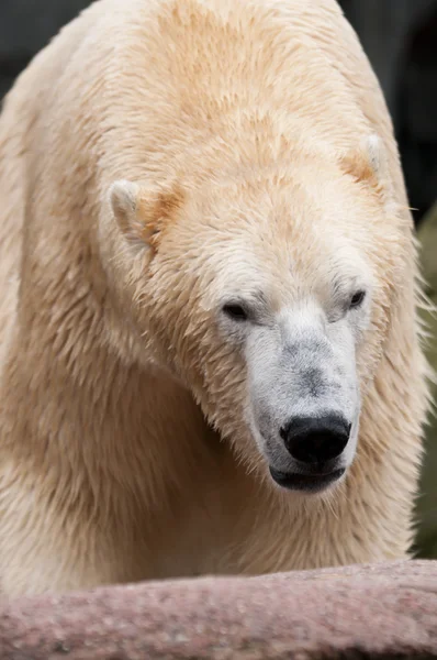 北极熊 (熊绕杆菌) 在很大程度上是本机的熊 — 图库照片#