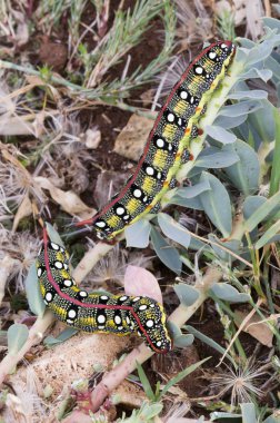 Spurge Hawkmoth caterpillar (Hyles euphorbiae)