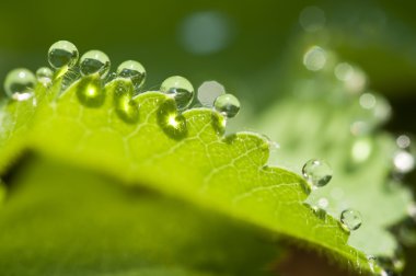 bir yaprak kenarı closeup çiy damlaları