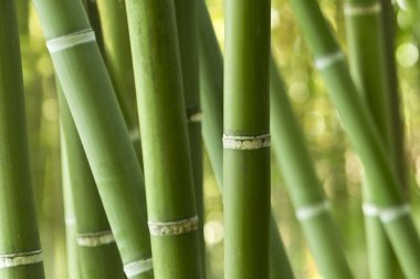 Yeşil Bambu ormanı closeup