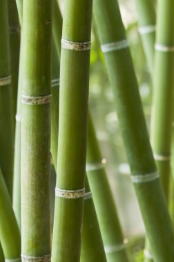 Yeşil Bambu ormanı closeup