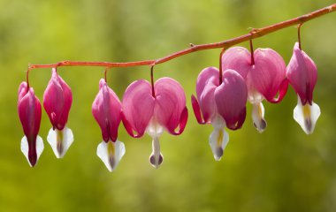 dicentra spectabilis kanama kalp bitkinin çiçek