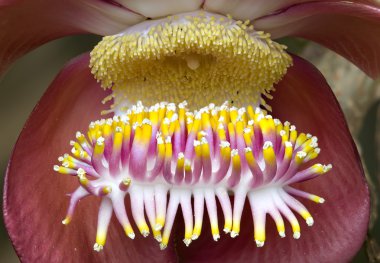 Pistils ve bir tropikal çiçek stamens closeup