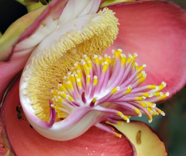 Pistils ve bir tropikal çiçek stamens closeup