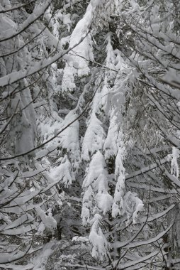 Norveç karla kaplı ladin (Picea excelsa)