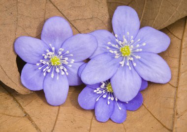 Flowers of liverworth, Hepatica nobilis clipart