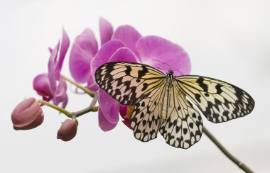 Tropical butterfly on pink orchids and white background clipart