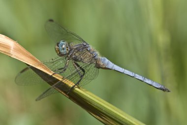 Orthetrum coerulescens (Skimmer inmiş erkek yusufçuk)