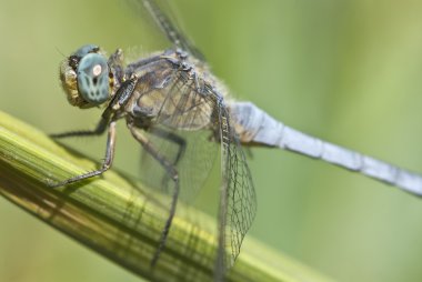 Orthetrum coerulescens (Skimmer inmiş erkek yusufçuk)