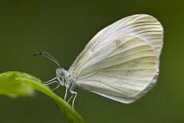 tünemiş kelebek (büyük beyaz, pieris sp.)