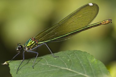 Kızböcekleri (Calopterix sp erkek.)