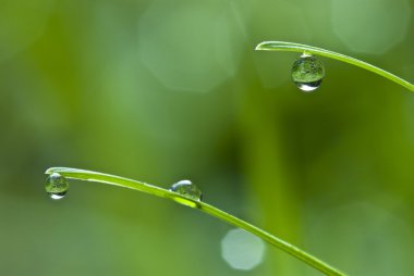 Dew drops on leaves clipart