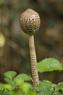 Parasol mushroom (Macrolepiota procera) clipart