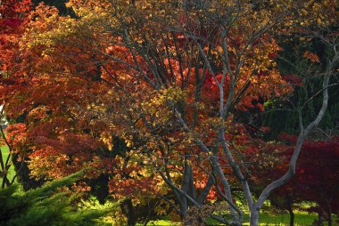 Kırmızı maples (Acer sp.)