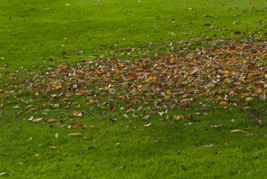 Fallen dead leaves on green grass clipart