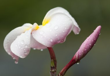 çiçek ve frangipane bud