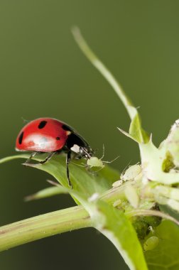 Ladybug hunting for Aphids clipart
