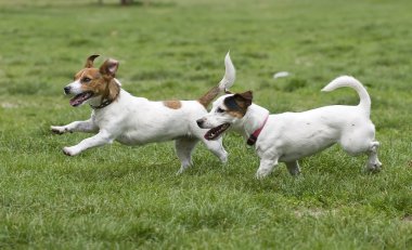 Dogs running on green grass clipart