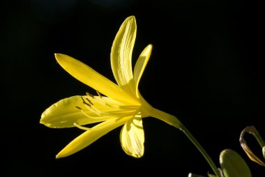 Flowers of the Eastern Alps endemism golden lilium (Hemerocallis lilio-asph clipart