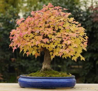 akçaağaç ağaç bonsai