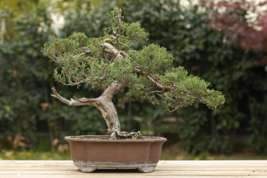 Çam ağacı bonsai
