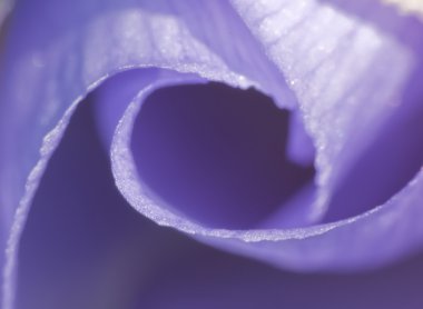 Bir mavi Çiçek yaprağı detay