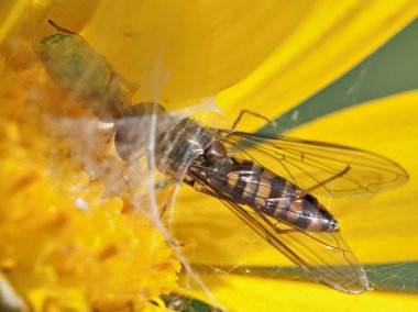 Syrphid bir sinek yakalama Yengeç örümcek