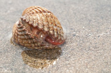 Kabuk, Cardium, turuncu ayak gösterilen beach yaşamak