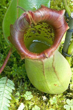 Catch bag of the tropical insectivorous plant, Nepenthes clipart