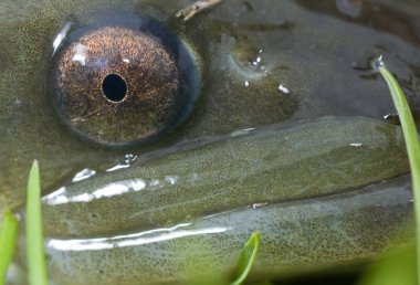 Closeup of a head of a European eel clipart