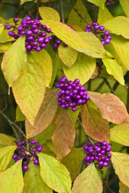 yaprak ve meyveleri callicarpa bodinieri, güzellik berry