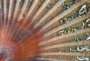 telli deniz kabuğu, closeup pecten