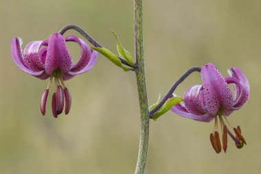 Martagon lily (Lilium martagon çiçek)