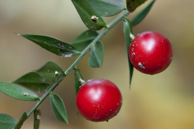 Butcher's broom twig with green leaves and red berries clipart