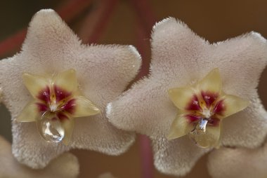 Flowers with drops of nectar of Wax plant clipart