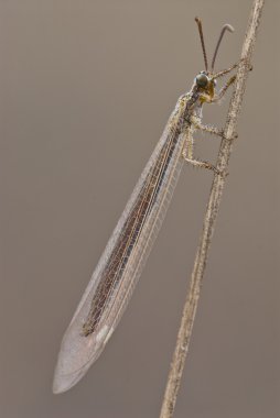 Böcek dal, Antlion (Macronemurus appendiculatus gör)