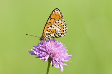 melitaea kelebek mor çiçek ve yeşil renkli