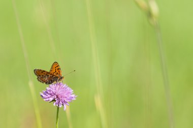 melitaea kelebek mor çiçek ve yeşil renkli