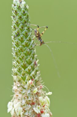 Cricket on a graminaceous spike of a meadow clipart