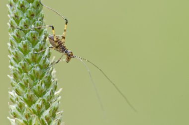 bir bir çayır graminaceous kazığa kriket