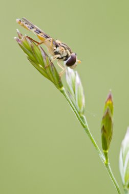 syrphid böcek bir kazığa dinlenme