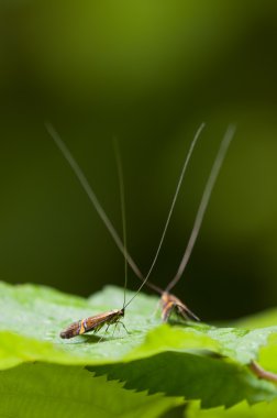 longhorn güve nemophora degeerella erkekler