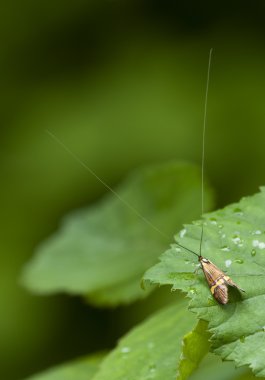 longhorn güve nemophora degeerella erkek