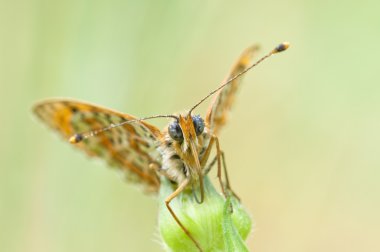 melitaea kelebek çiçek ve sarı ve yeşil arka plan üzerinde