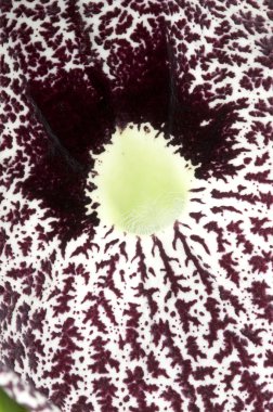 Closeup of a Aristolochia flower, birthworts, pipevines, Dutchman's pi clipart