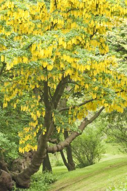 Laburnum anagyroides, sarı çiçekler ile ortak laburnum ağacı