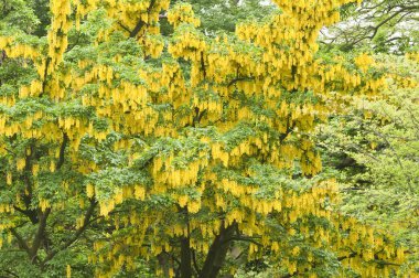 Laburnum anagyroides, sarı çiçekler ile ortak laburnum ağacı