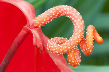 anturium çiçek pistil detayını