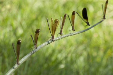 Kızböcekleri calopteryx haemorrhoidalis tünemiş satır
