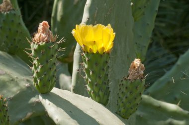 Opuntia ficus/Indica inciri sarı çiçek